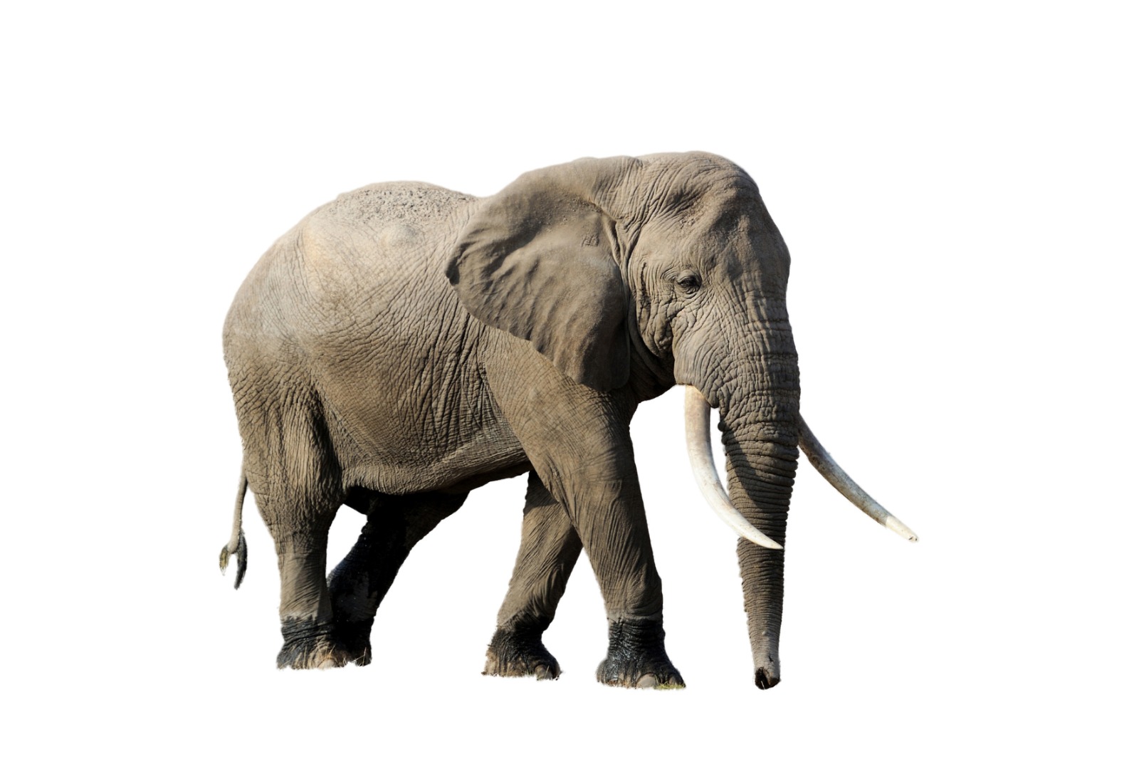 Segredos de um Gigante