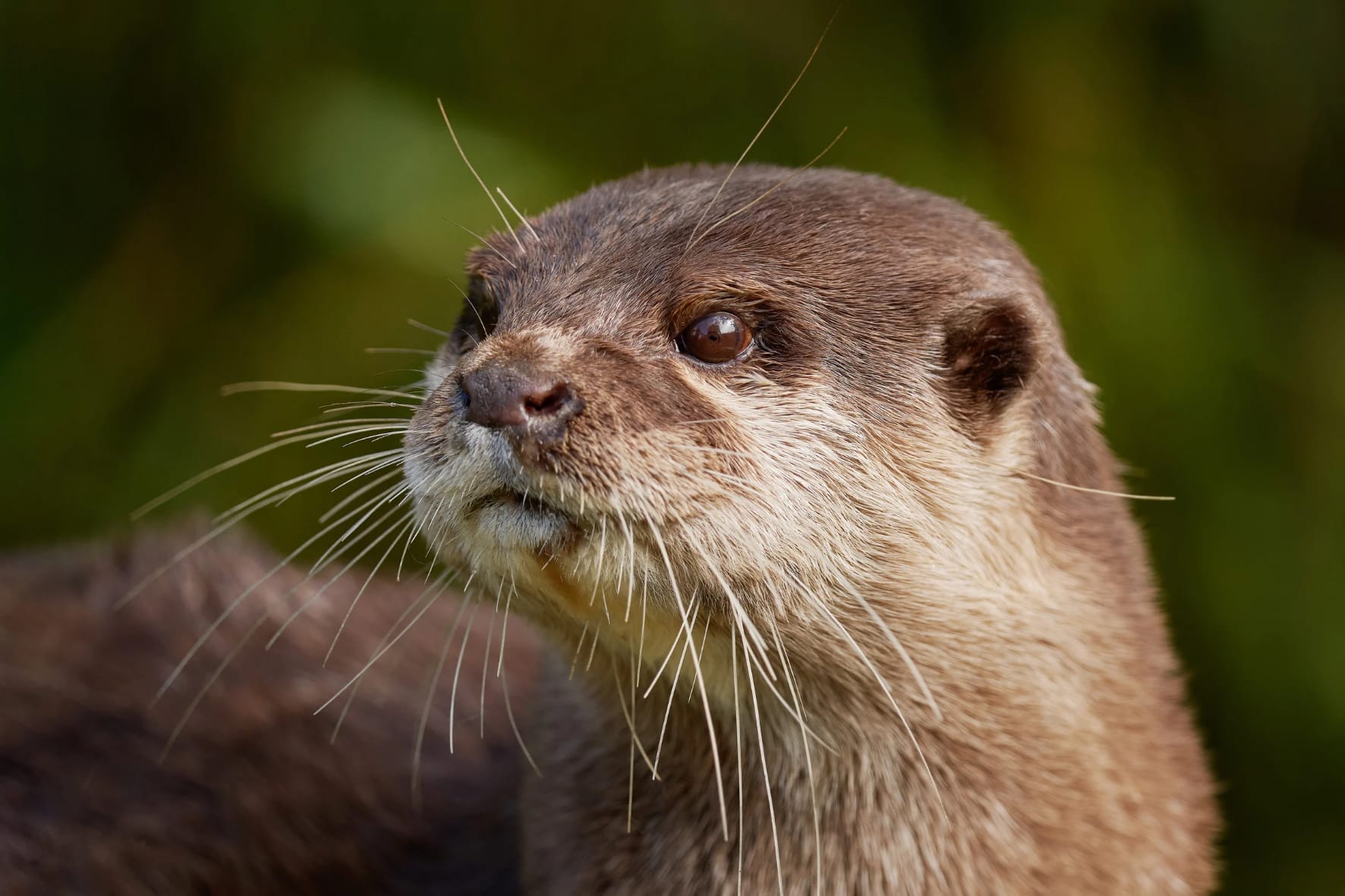 A lontra que quase desapareceu de Portugal