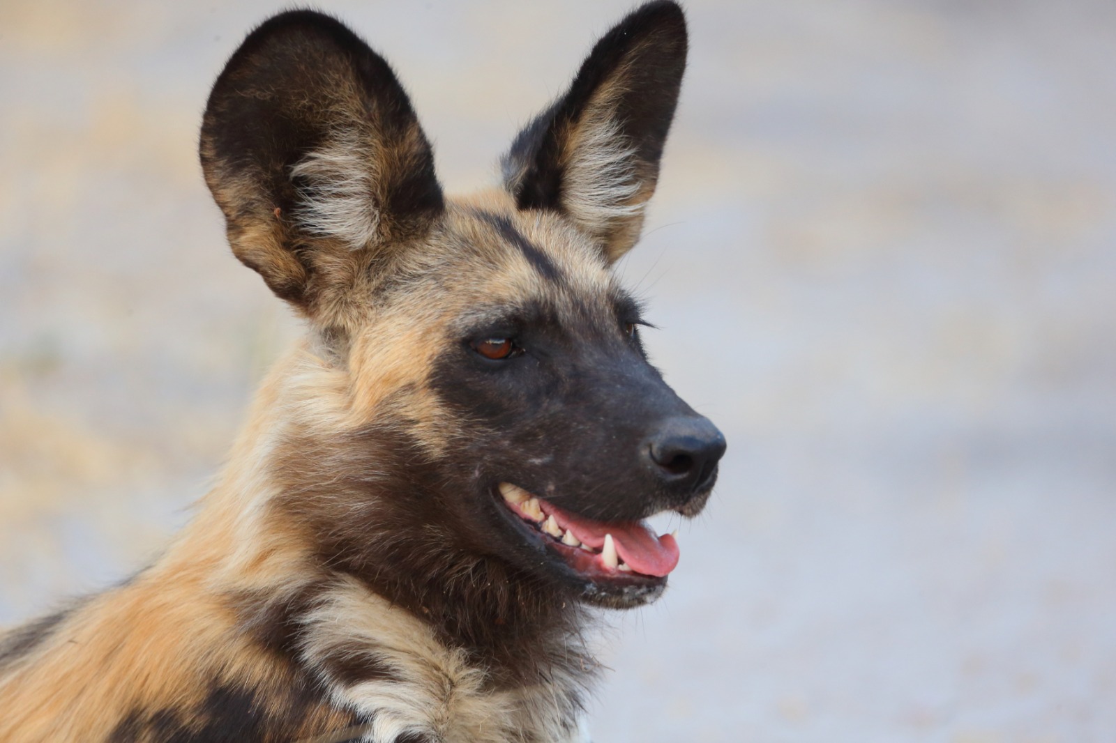 Vamos a votos, com espirros