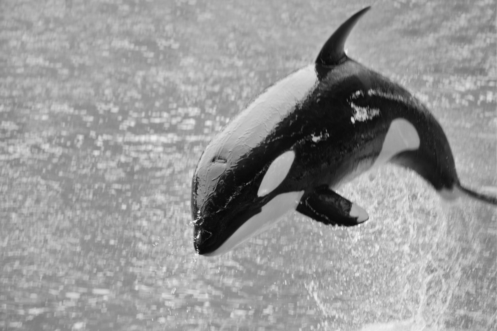 Um beijinho aquático